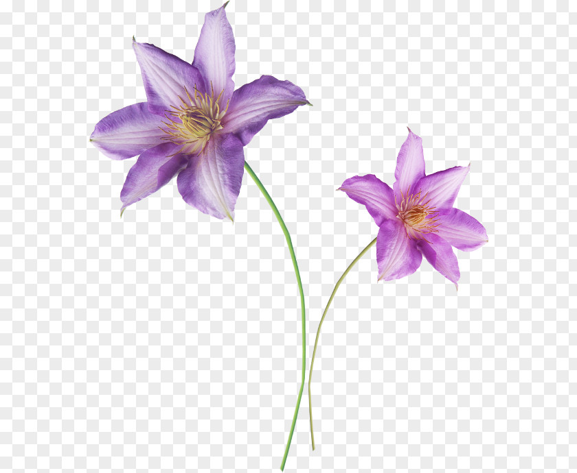 Violet Liliaceae Daylily Flora Lilium PNG