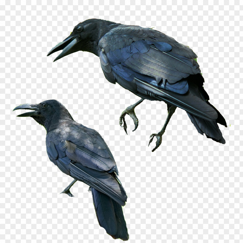 Blue Crow Kafka On The Shore Norwegian Wood Bird Common Raven PNG