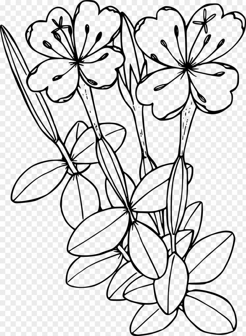 Flower Wildflower Drawing Line Art Clip PNG