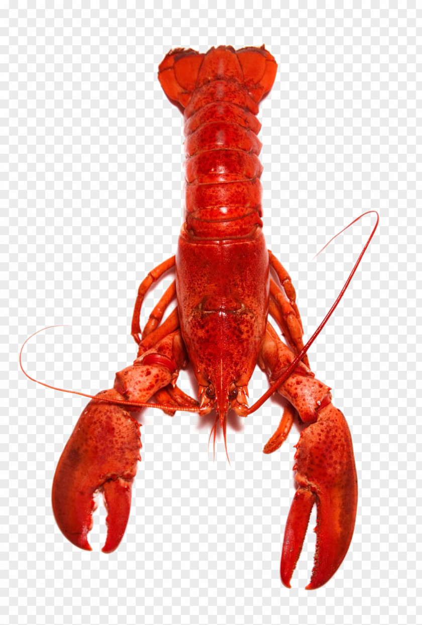 Homarus Crab Red Lobster Crayfish Cooking PNG Cooking, Delicious lobster clipart PNG