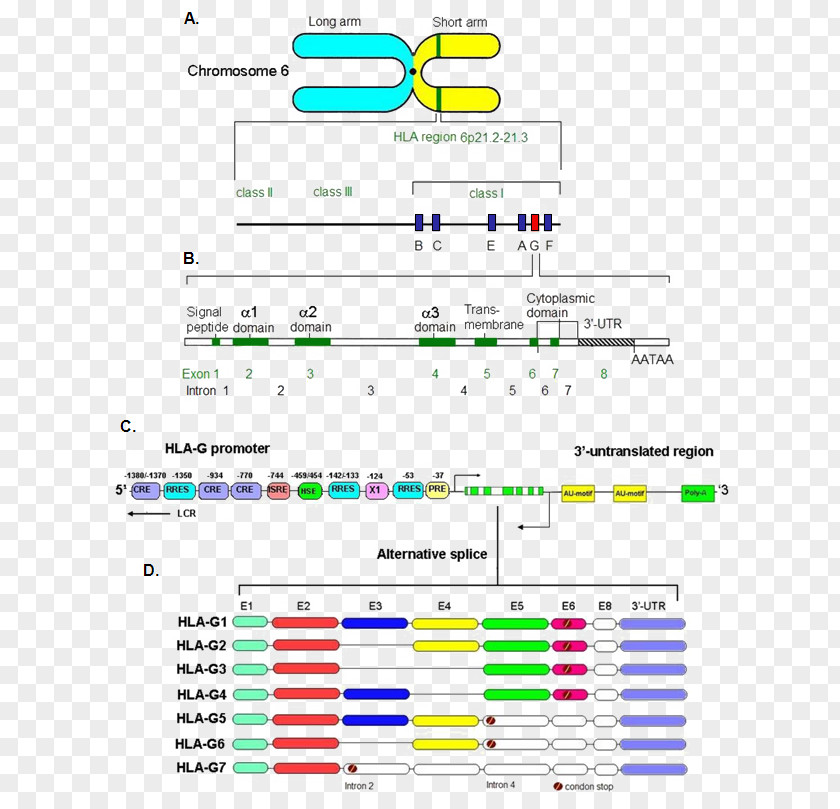 Human Leukocyte Antigen HLA-G MHC Class I Gene PNG