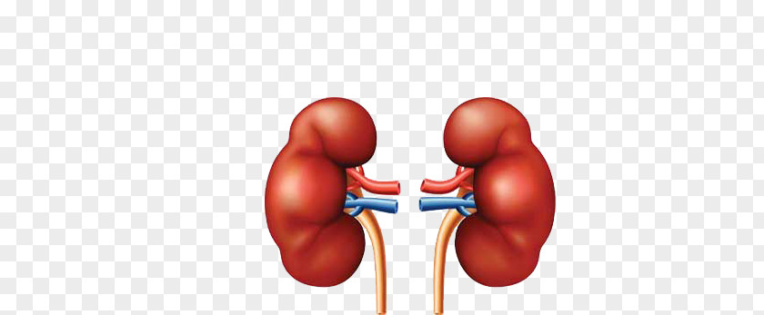 Kidney Disease Chronic Detoxification Liver Failure PNG