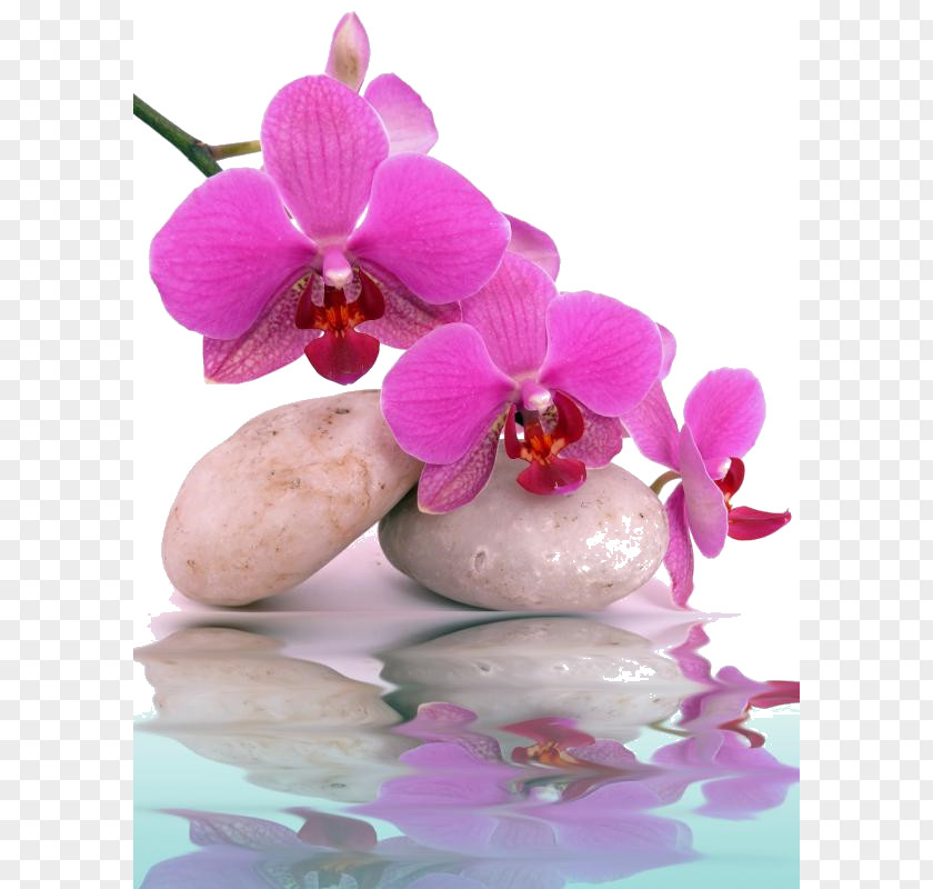Orchidee Orchids Mural Day Spa Wallpaper PNG