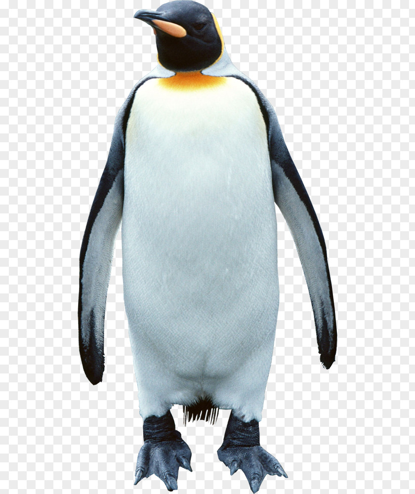 Penguin King South Pole PNG