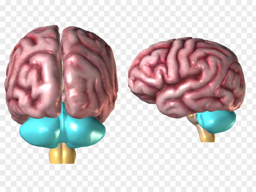 Brain Neurology PNG