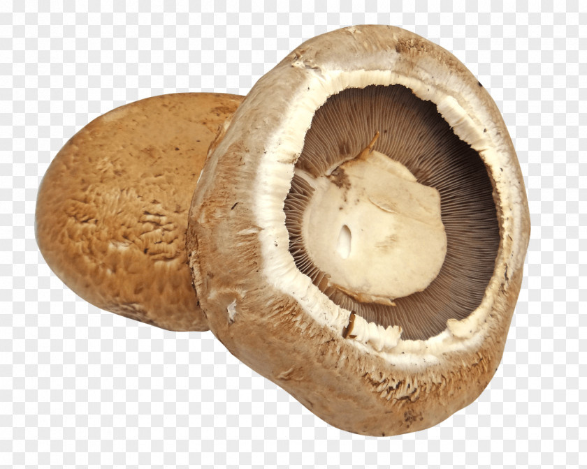 Mushrooms Common Mushroom Edible Lingzhi Fungus PNG