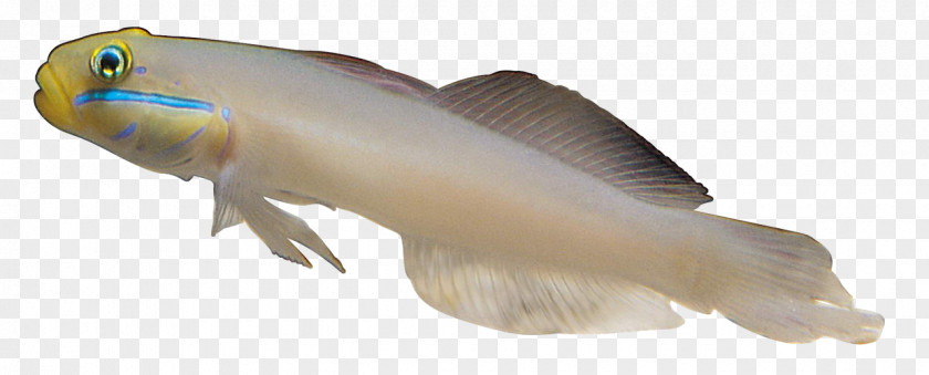 White Fish Carassius Auratus Sea PNG