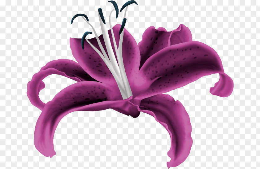 Flower Desktop Wallpaper Flora Do It Yourself PNG