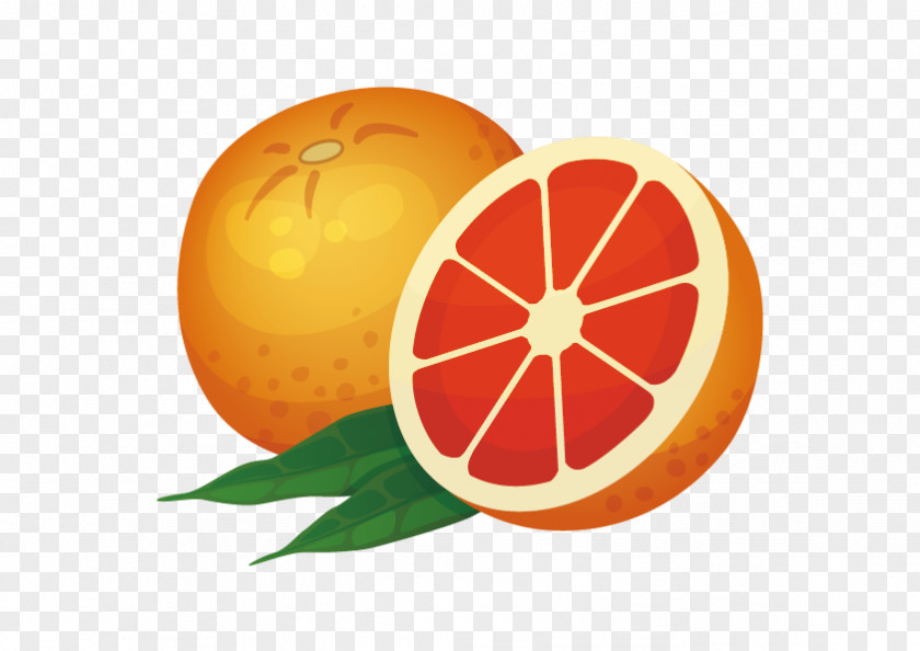 Vector Grapefruit Orange Icon PNG