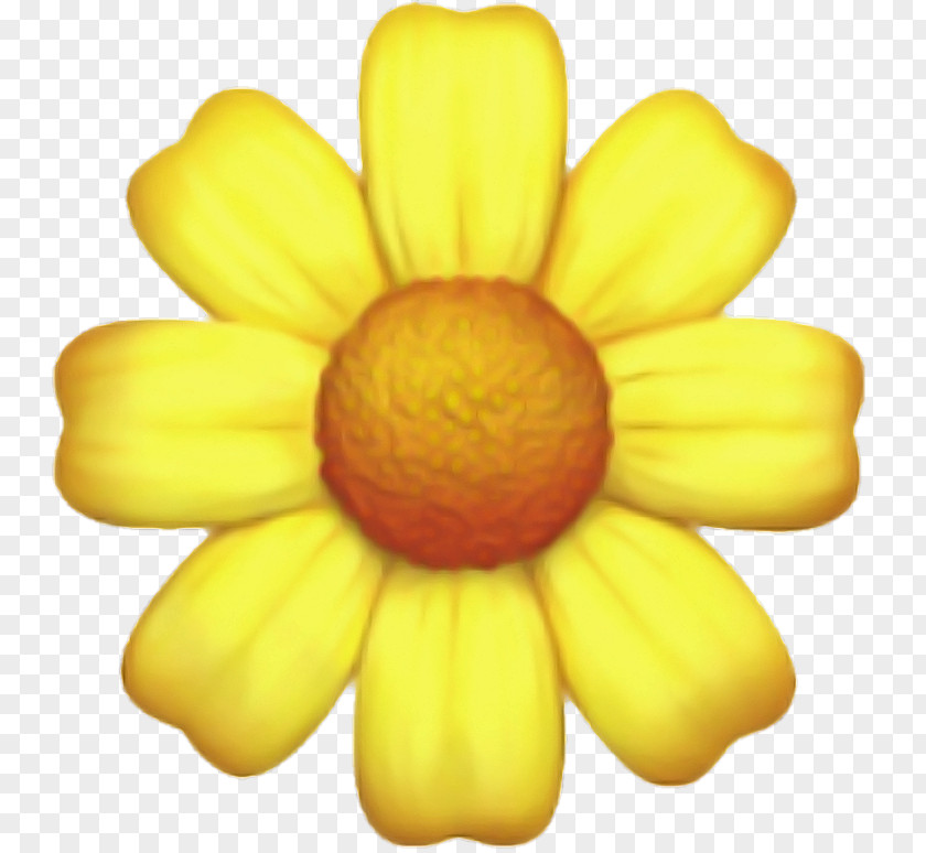 Yellow Petal Flower Plant Daisy Family PNG