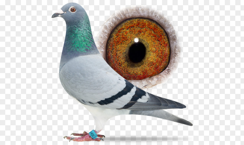 Bird Columbidae Domestic Pigeon Racing Breed PNG