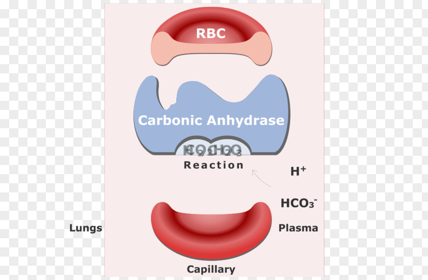 Blood Bicarbonate Carbonic Anhydrase Red Cell Carbon Dioxide Reversible Reaction PNG