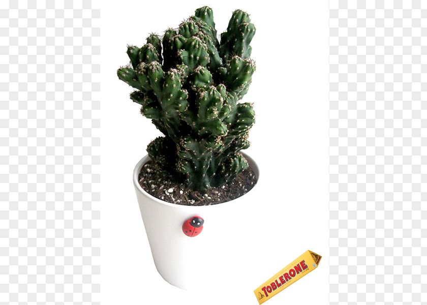 Cactus Flowerpot Ceramic Houseplant PNG