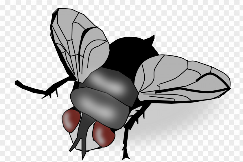 Fly Insect Clip Art PNG