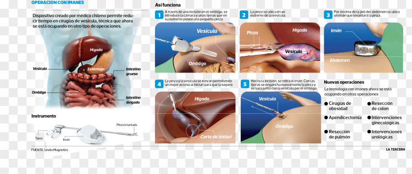 Nose Organism PNG