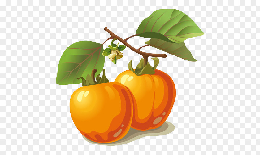 Persimmon Euclidean Vector Fruit Frutti Di Bosco PNG