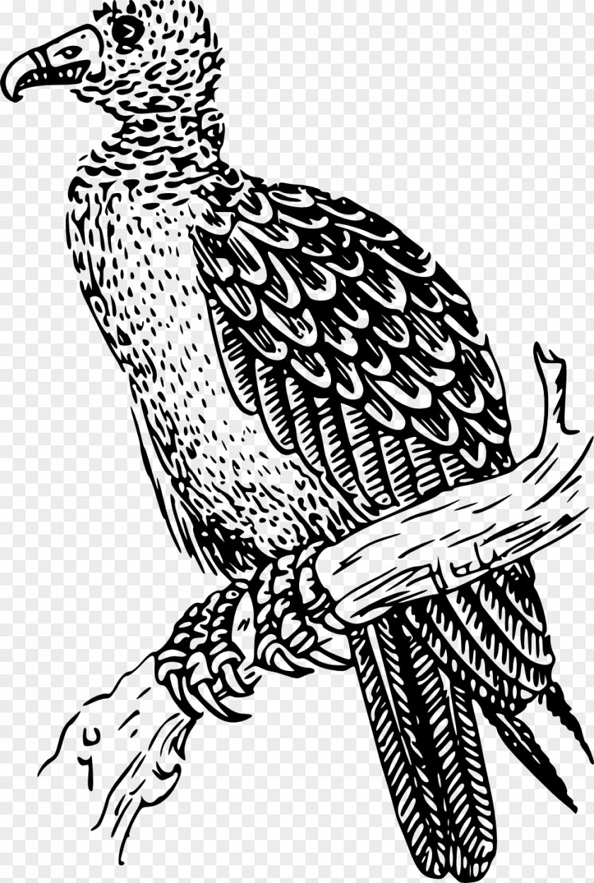 Vulture Turkey Buzzard Drawing Clip Art PNG