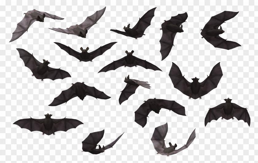 A Variety Of Positions Bat Silhouette Clip Art PNG