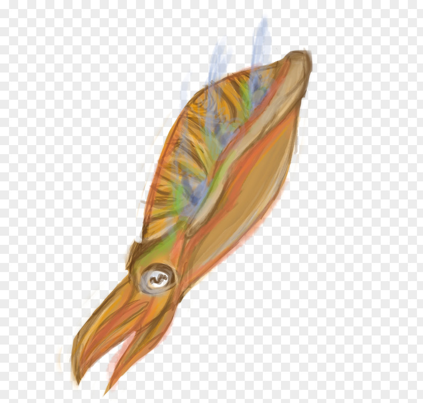 Feather Seafood Invertebrate Beak Fish PNG