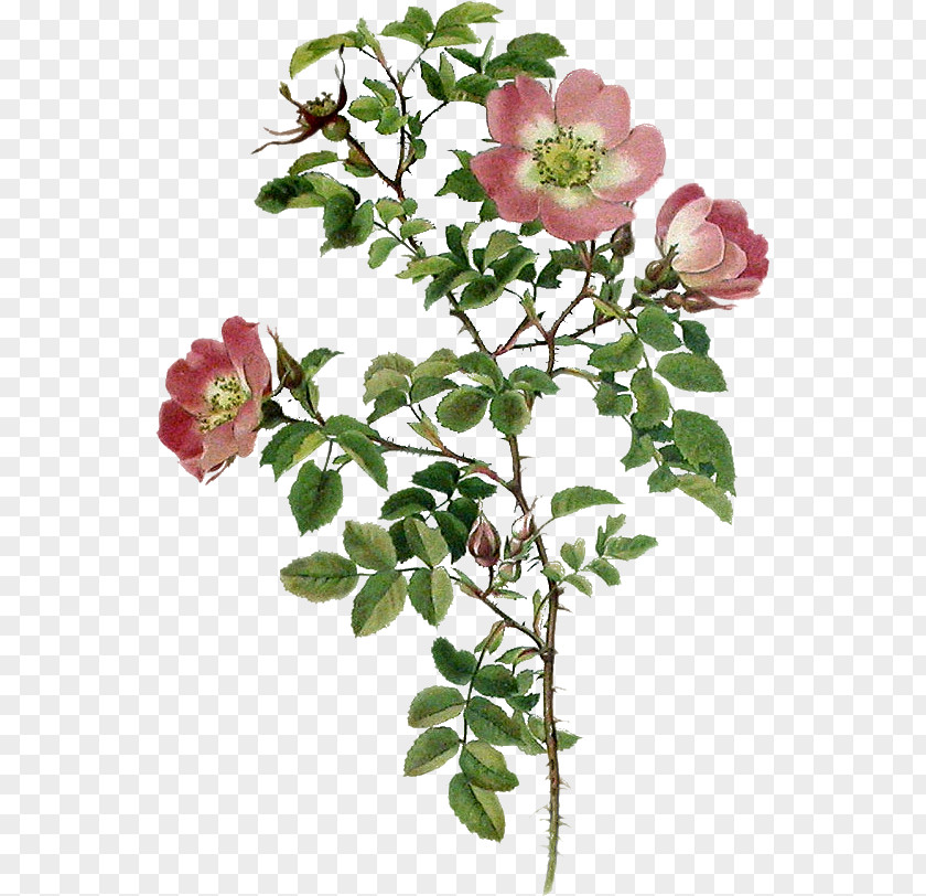 Flower Garden Roses Cabbage Rose Sweet-Brier BMW 5 Series PNG