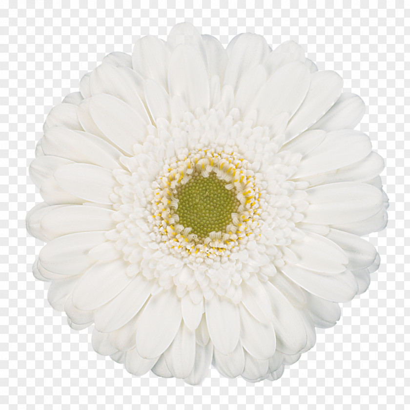 Gerbera Transvaal Daisy Flower White Photography PNG
