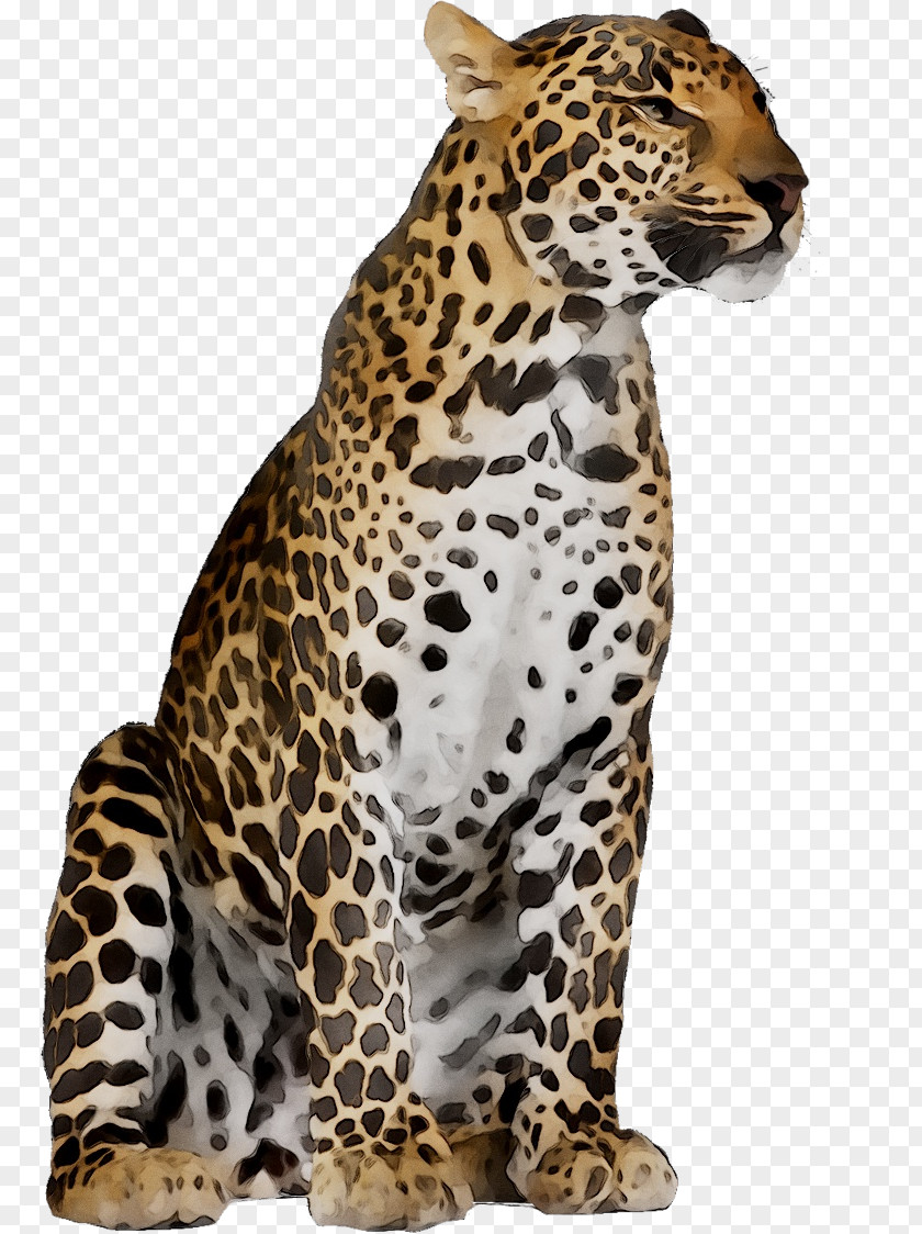 Jaguar Cheetah Felidae Stock Photography Tiger PNG