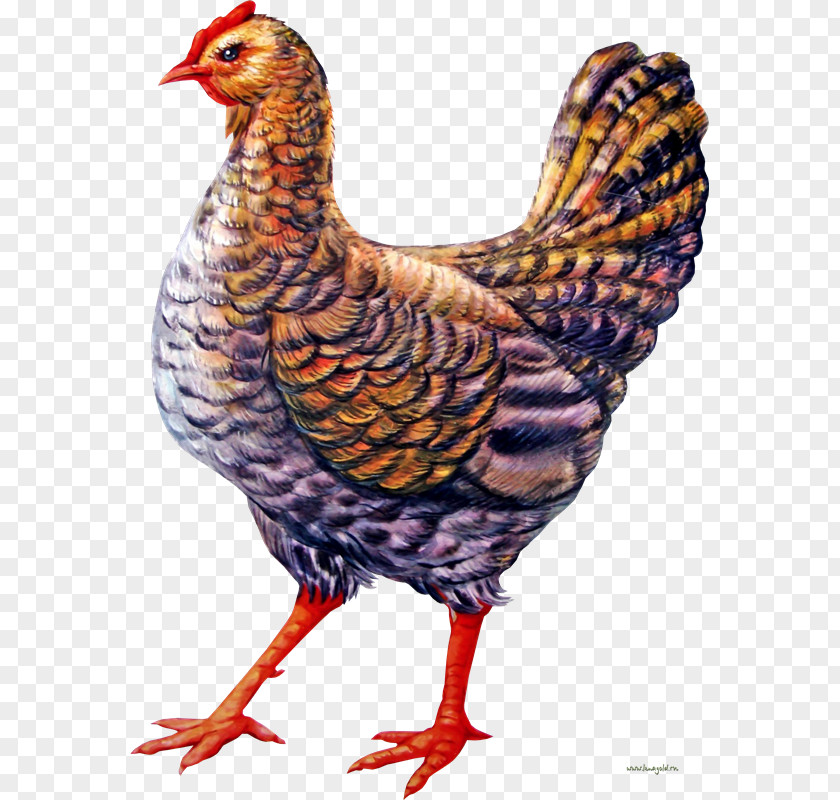 PollOS Chicken Download Clip Art PNG