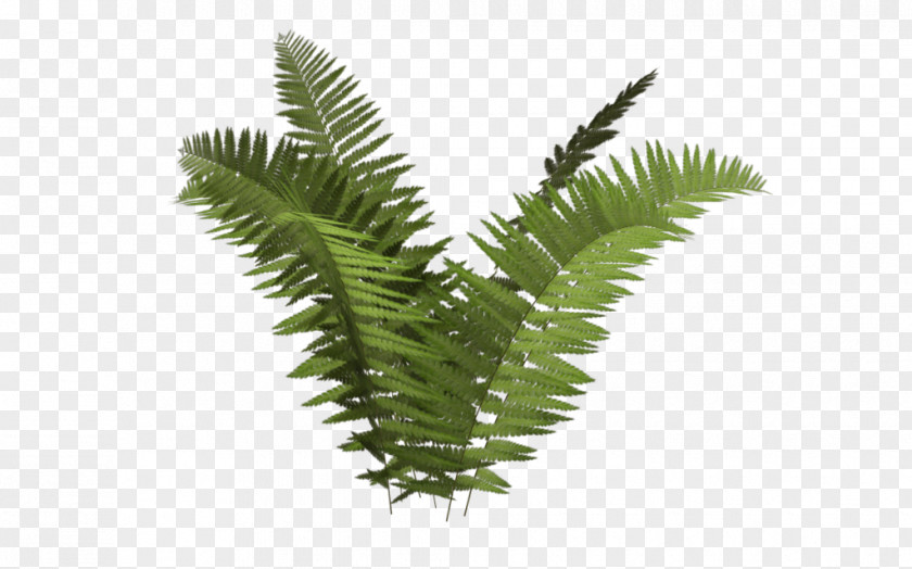 Fern Ostrich Plant Tree Ecology PNG