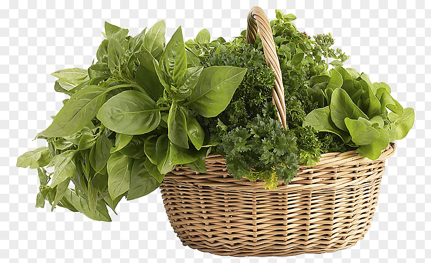 Herbs Clipart Herb Image File Formats Clip Art PNG