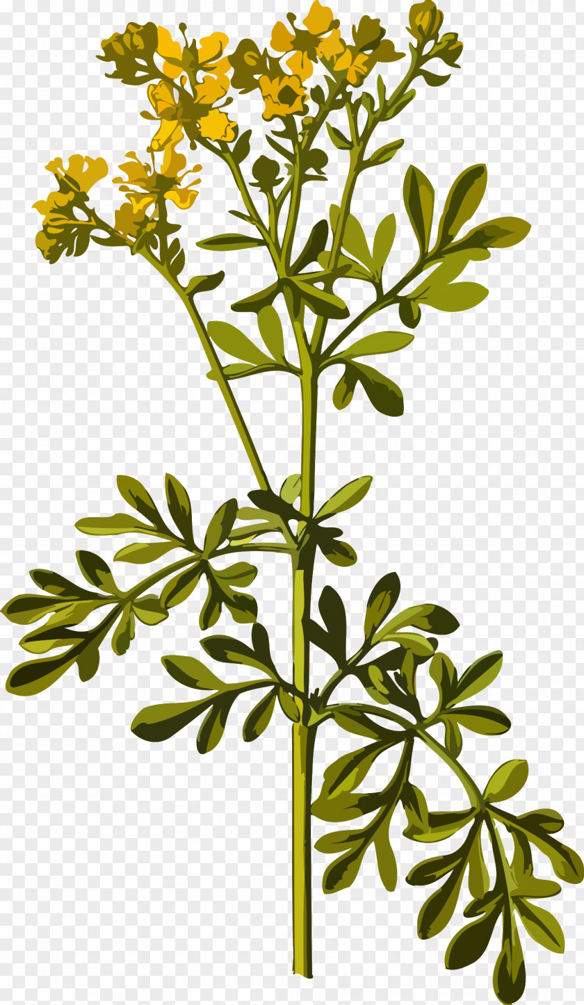 Herbs Common Rue Herbalism Medicinal Plants PNG