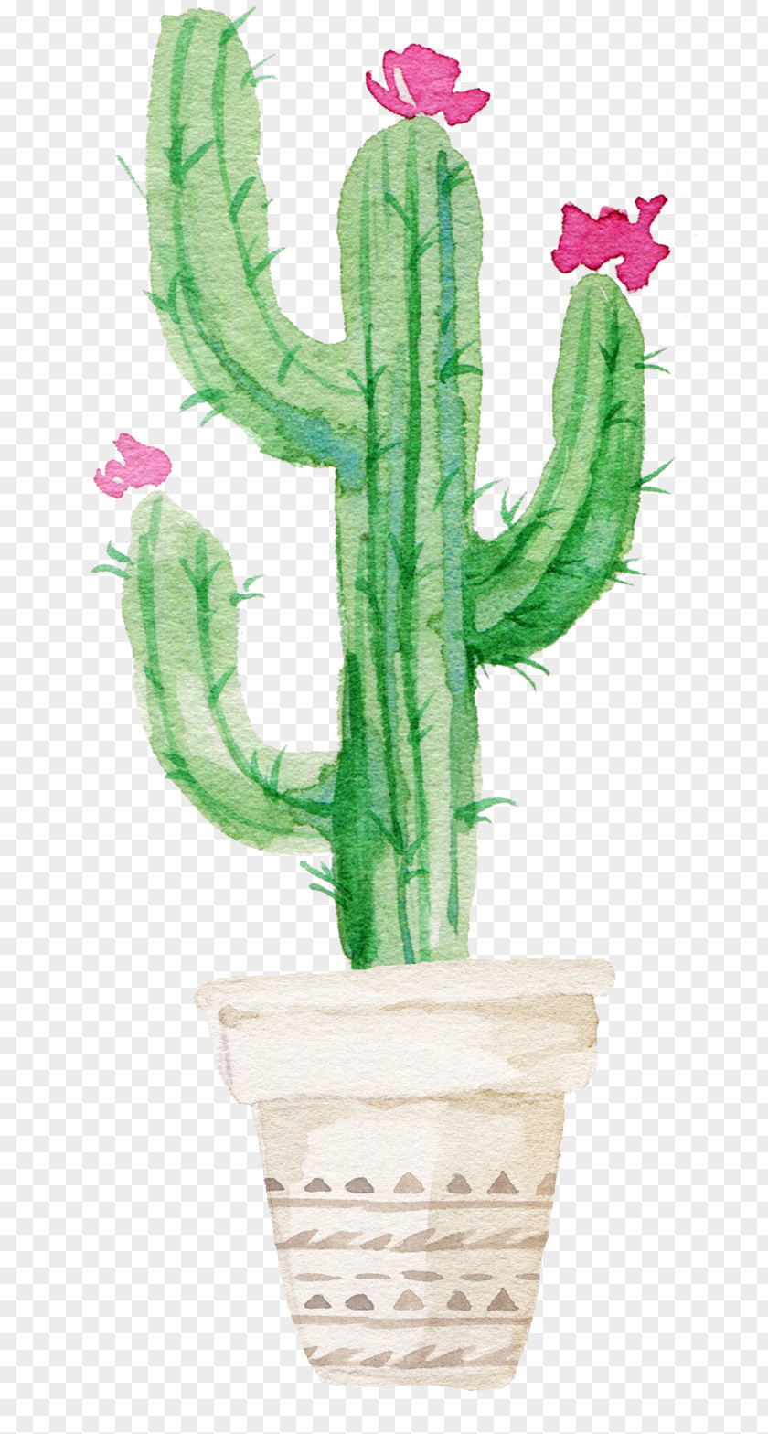 Sen Department Aesthetic Cactus Cactaceae Succulent Plant Watercolor Painting Printmaking PNG