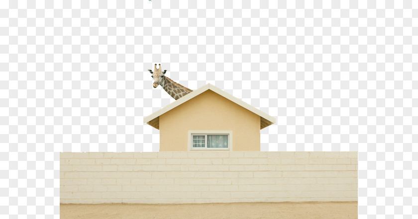 Giraffe House Humour Photography Photographer Brite Productions PNG
