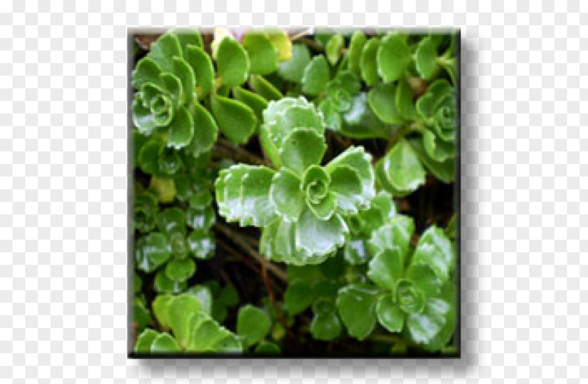 Leaf Two-row Stonecrop Crassulaceae Succulent Plant Crassula Helmsii White PNG