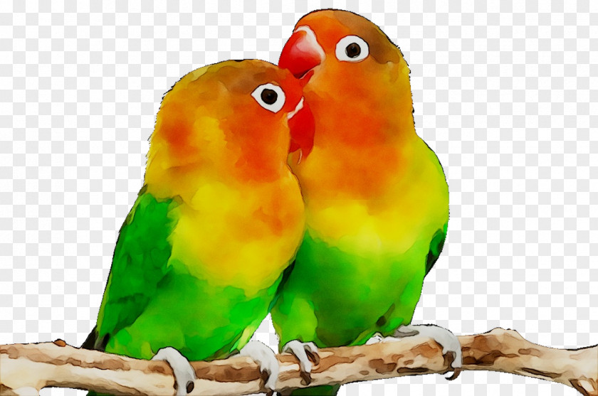 Parrot Fischer's Lovebird Budgerigar Desktop Wallpaper PNG