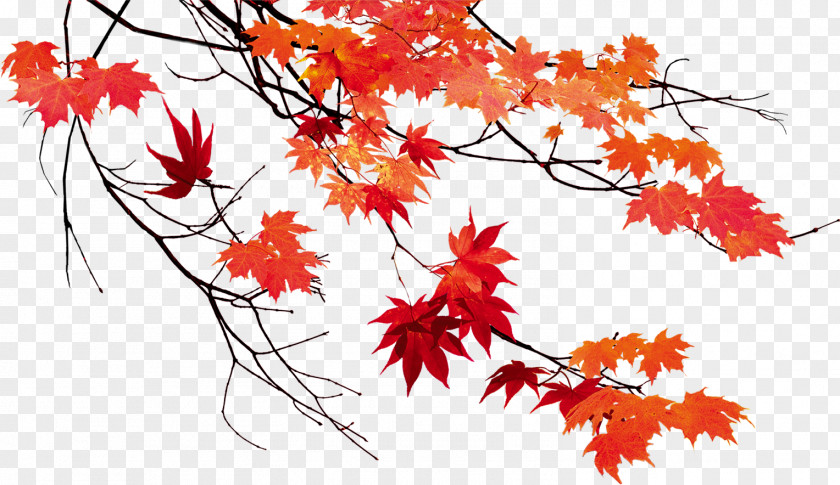 Autumn Leaves Beautiful Maple Leaf Color PNG