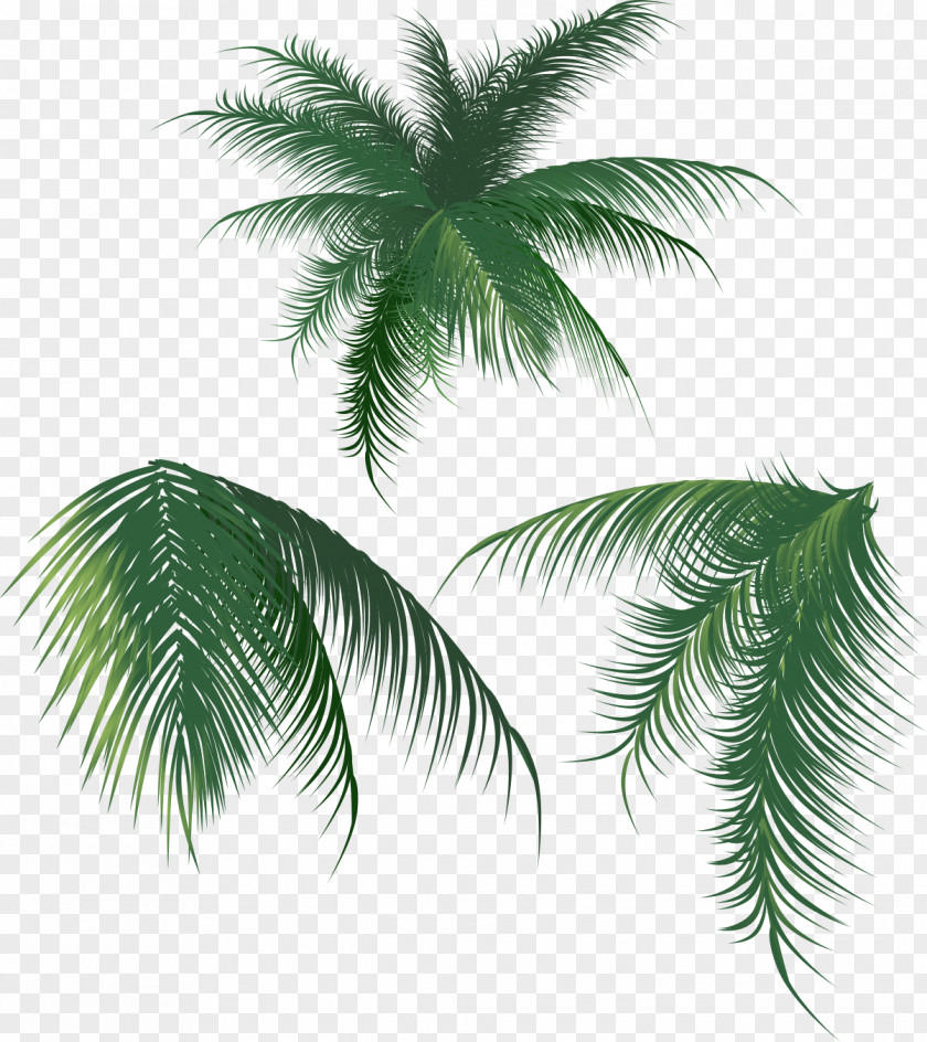 Coconut Leaves Leaf Arecaceae PNG