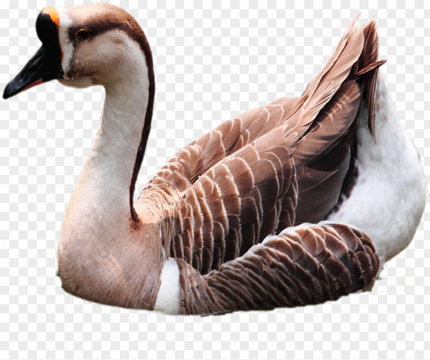 Geese In Water Domestic Goose Duck Cygnini Bird PNG