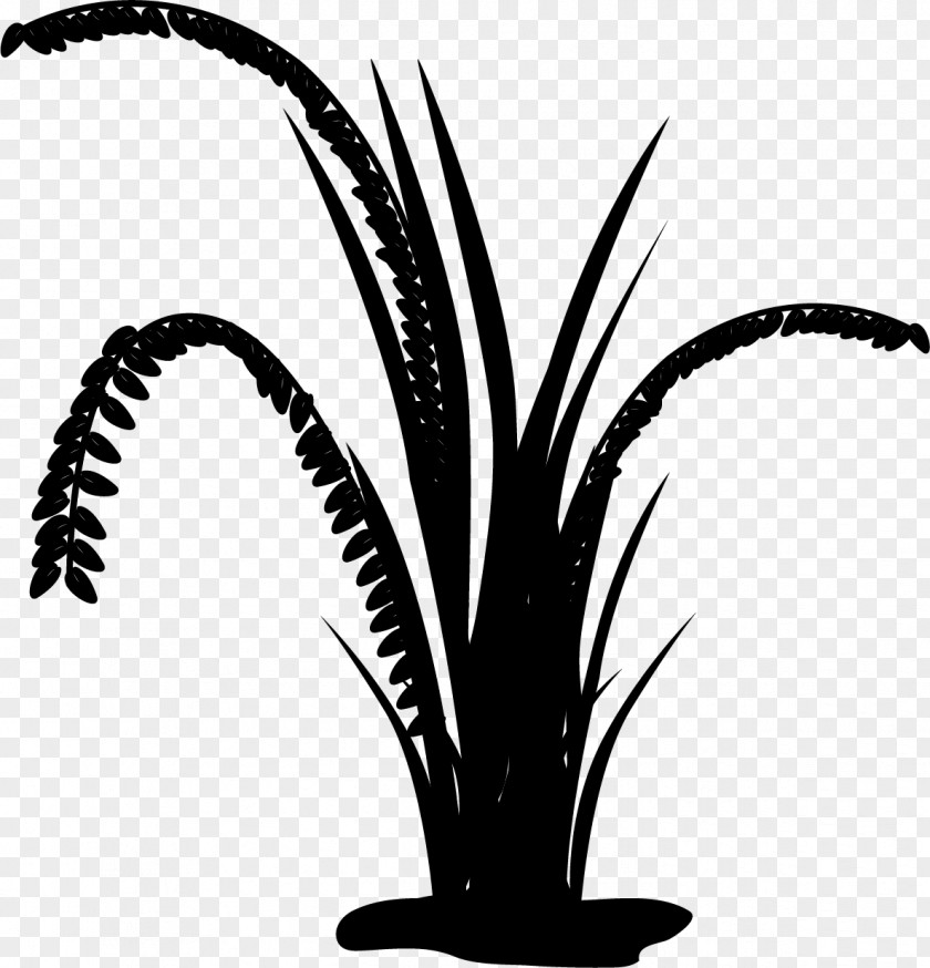 M Palm Trees Leaf Plant Stem Date Black & White PNG