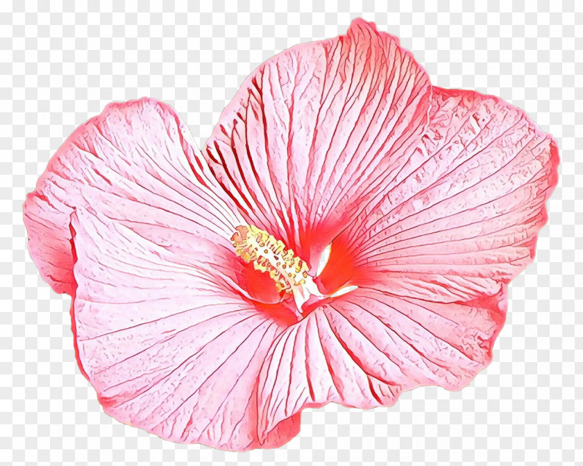 Petal Hibiscus Flower Pink Hawaiian PNG