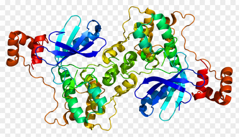 Protein Kinase MARK2 MAP3K3 PNG