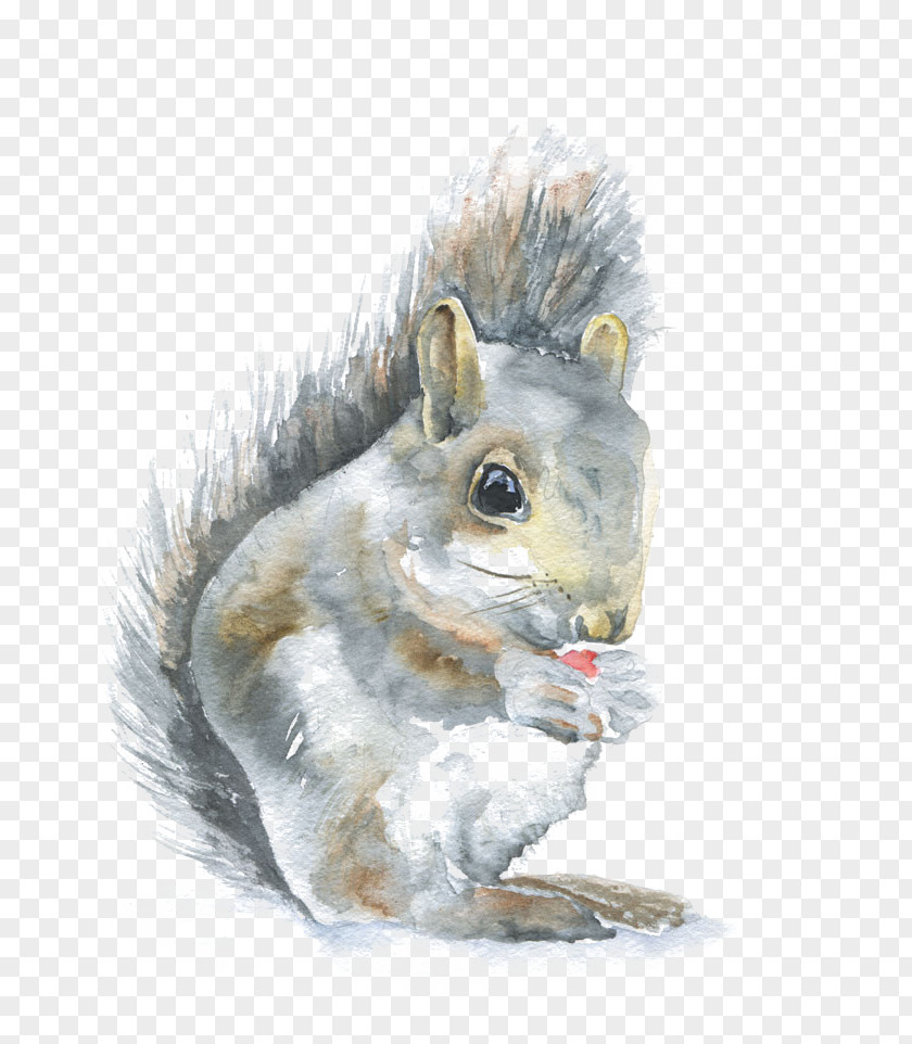 Watercolor Squirrel Watercolor: Animals Painting Wren PNG