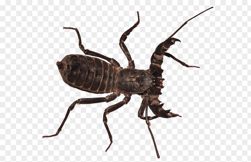 Beetle Weevil Pest Terrestrial Animal PNG