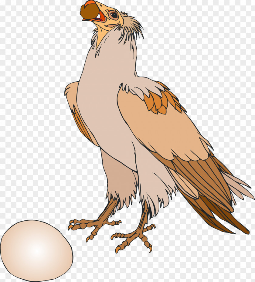 Vulture Bird Of Prey Bald Eagle Accipitriformes PNG