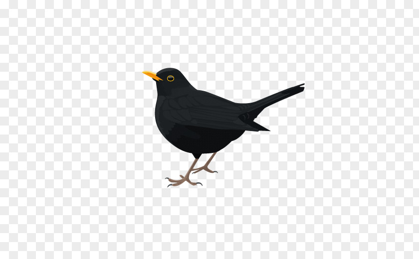 Bird Common Blackbird PNG