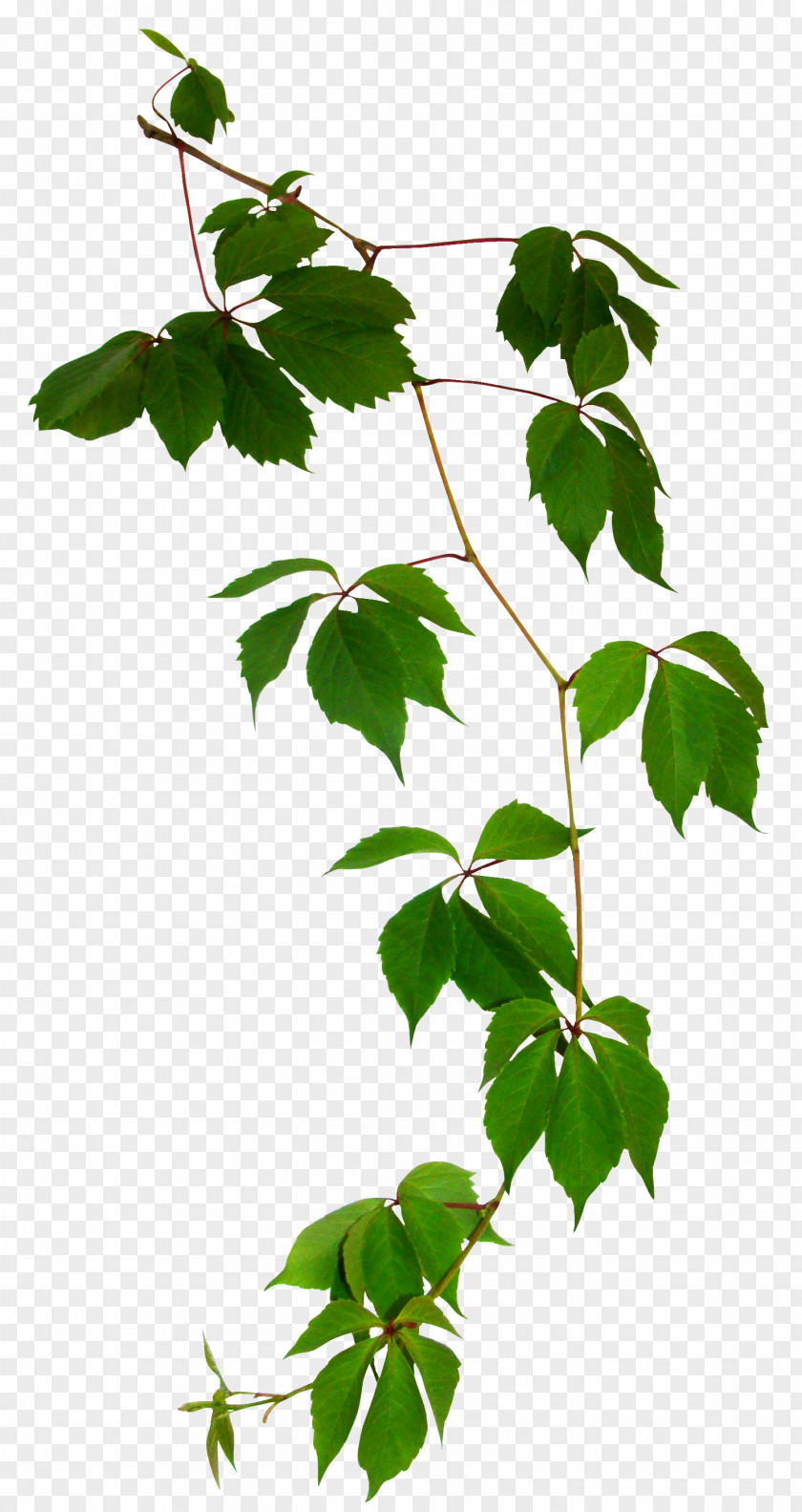 Branch Leaf Clip Art PNG