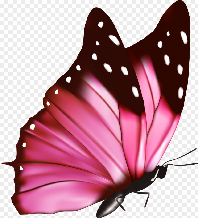 Pink Fresh Butterfly Flowers Euclidean Vector Photography PNG