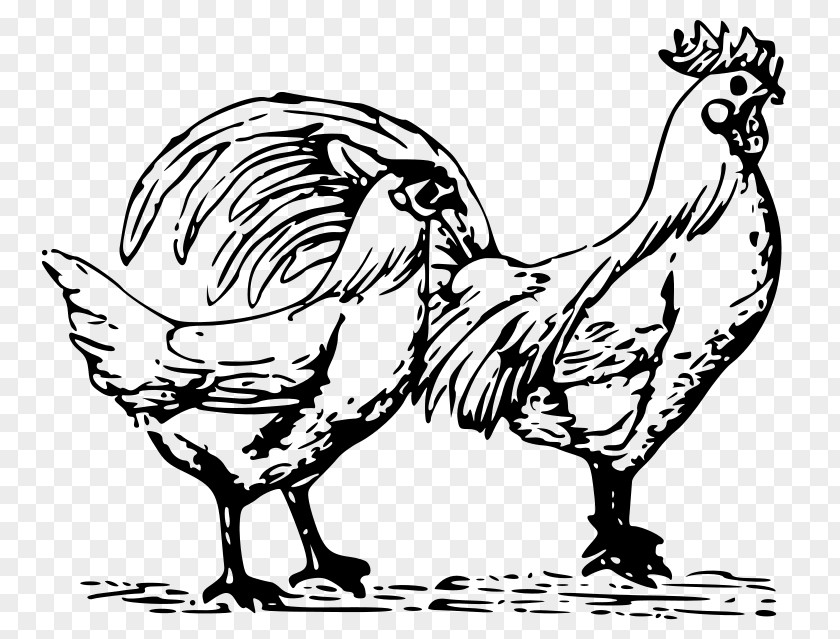 Poultry Chicken Rooster Farming Clip Art PNG