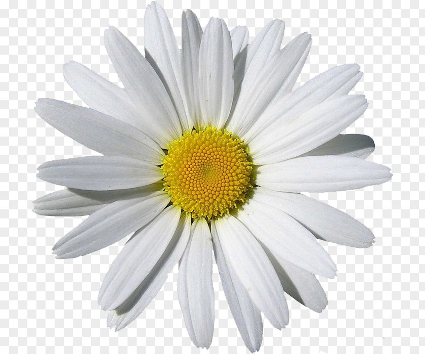 Camomile Image, Free Flower Picture Chamomile Clip Art PNG