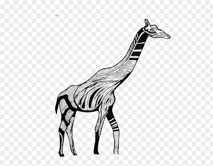 Giraffe Quagga Horse Mane Neck PNG