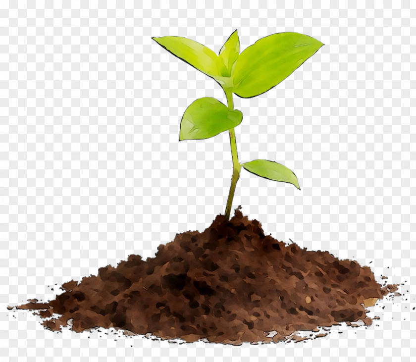 Seedling Compost Soil Plants Stock Photography PNG